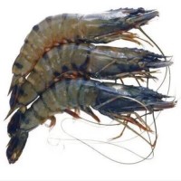 Лангустин 100 г. Свіжезаморожений Лангустин 100 г. Свіжезаморожений